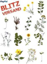 Herbarium Deckblatt Vordruck